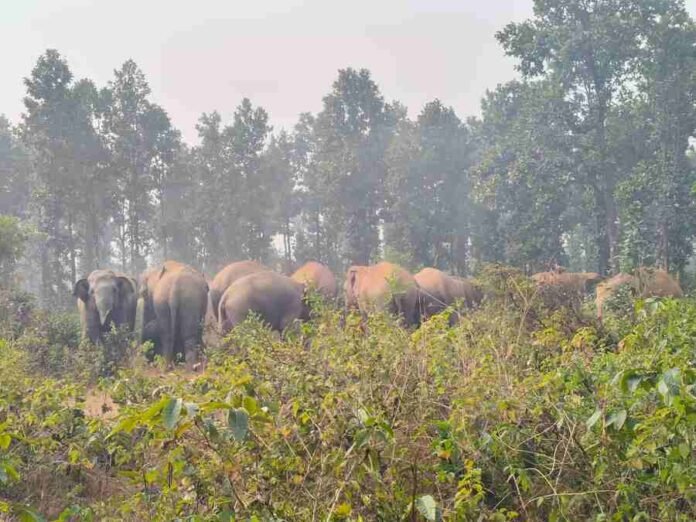Tati Jhariya News: Wild elephants created havoc