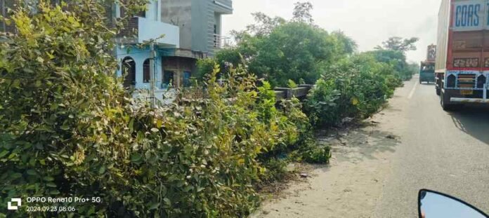 Barhi: The risk of accident increased due to thorny bushes on the railway bridge