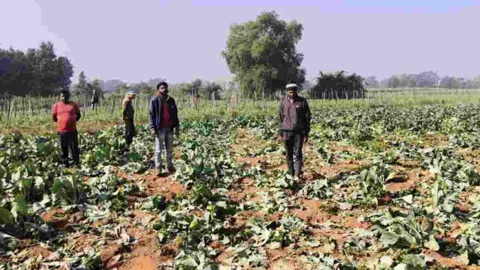 TatiJhariya News: A herd of elephants destroyed the crops, farmers are worried