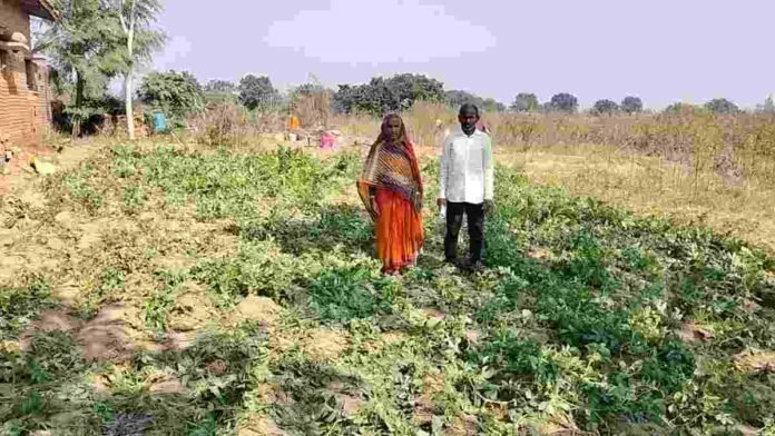 Hazaribagh News: A herd of 25 elephants wreaked havoc in Chalkusha and destroyed crops worth lakhs