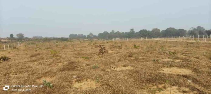 Barhi News: Hundreds of precious plants dried up due to lack of irrigation